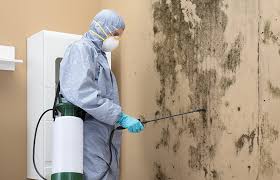 Reliable King George, VA Mold Remediation Solutions